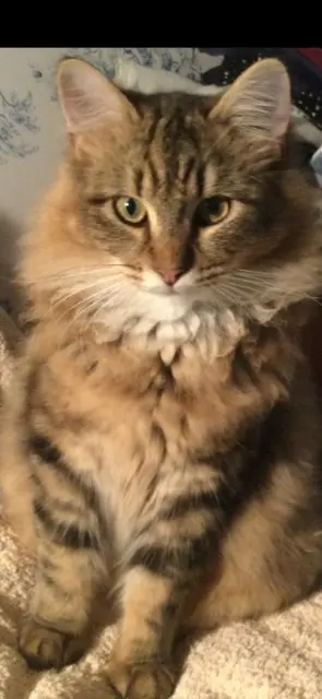 chat lost   45450 Donnery ZEPHYR