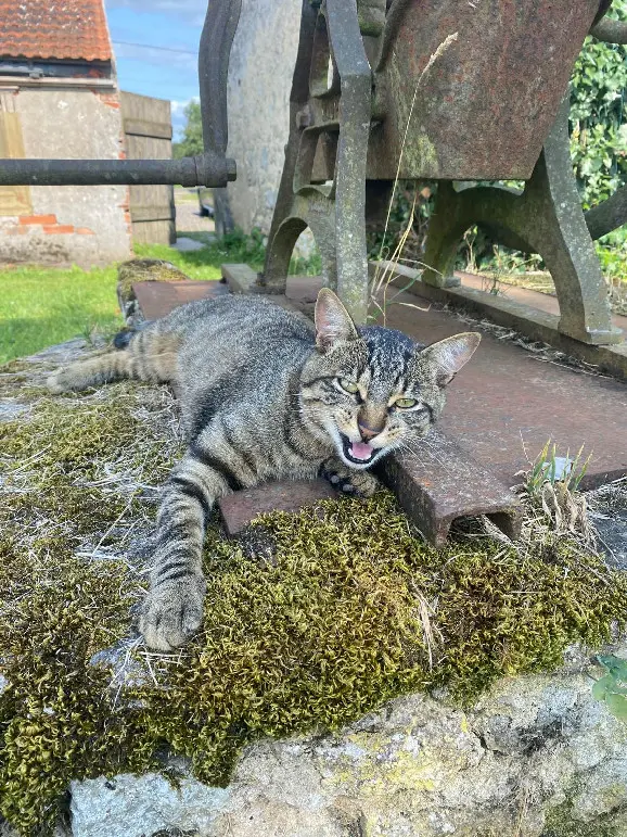 Chat Perdu 45 Loiret