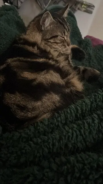 chat lost   46500 Gramat Akhita aussi connu par cookie