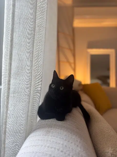 chat lost   46150 Crayssac Almo