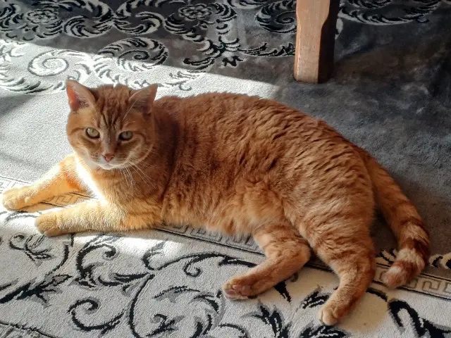 Kater vermisst 46140 Sauzet BELFAST Kater lost 46140 Sauzet BELFAST