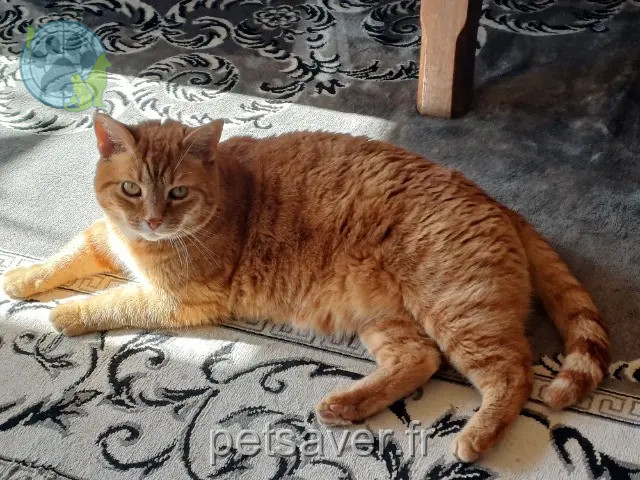 gato perdido 46140 Sauzet BELFAST gato lost 46140 Sauzet BELFAST