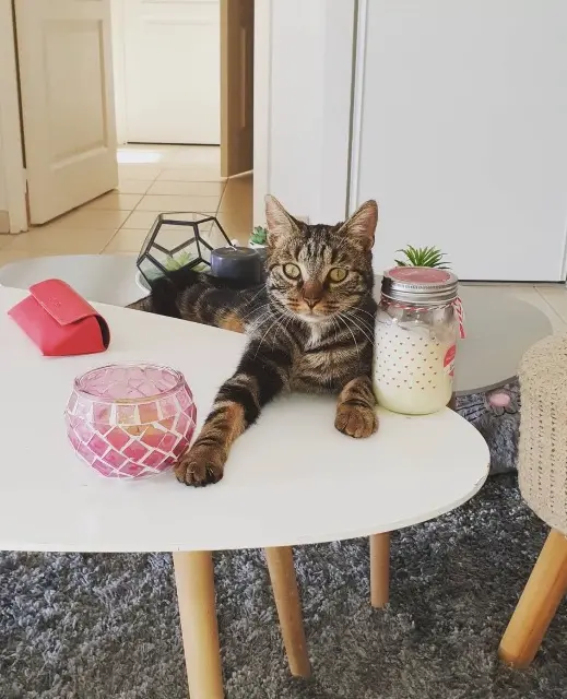 chat lost   46090 Bellefont-La Rauze Tsume