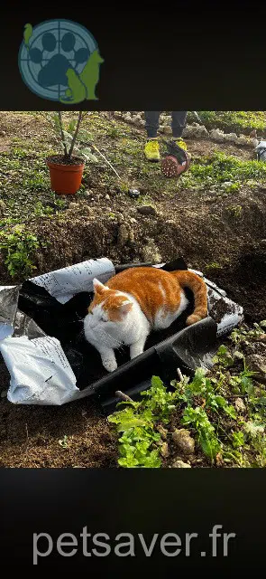 gatto lost   46350 Reilhaguet Bob