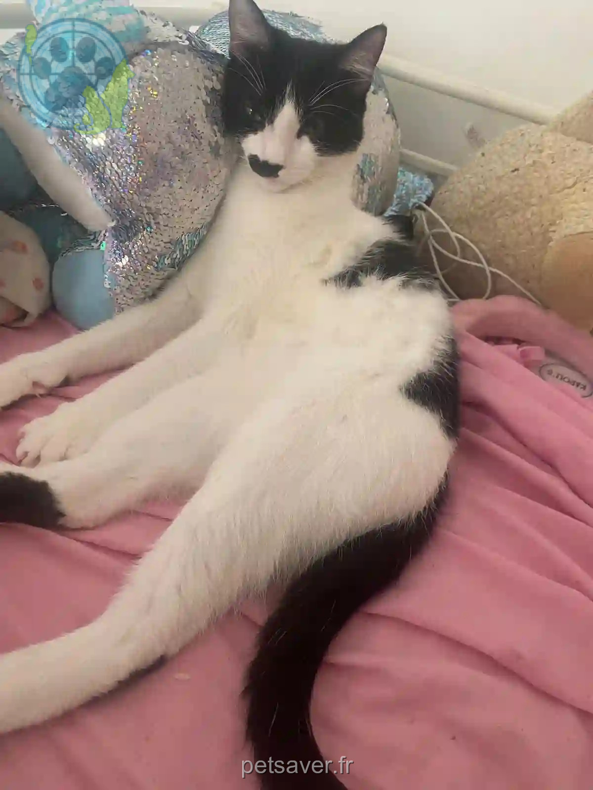 Chat Perdu 46 Lot - Charlie Chat Perdu 46 Lot - Charlie