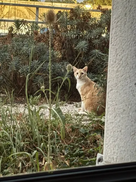 chat lost   46600 Cressensac-Sarrazac Willow