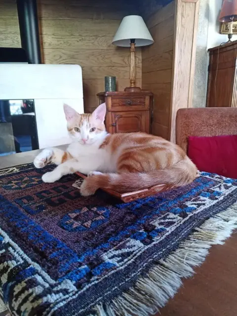 chat lost   46500 Rocamadour Filou