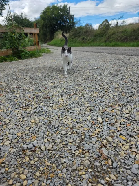 chat lost   46090 Mercuès Grisou