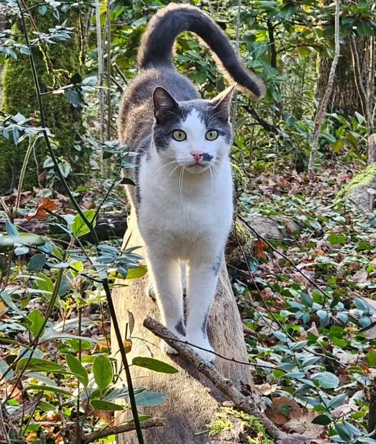chat lost   46150 Boissières Grisou