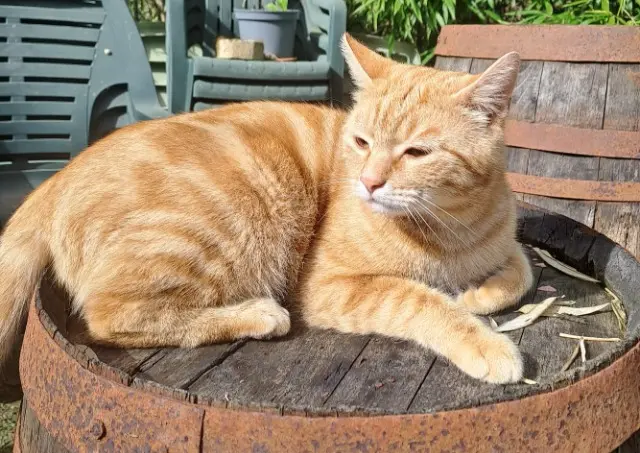 chat lost   46000 Cahors Indisponible