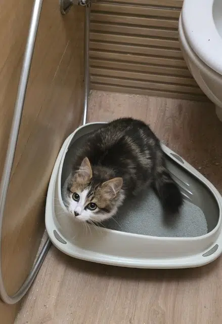 chat lost   46000 Cahors Loulou