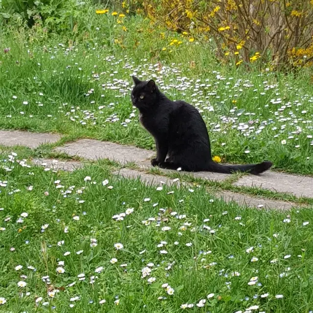 chat lost   46000 Cahors Marcel