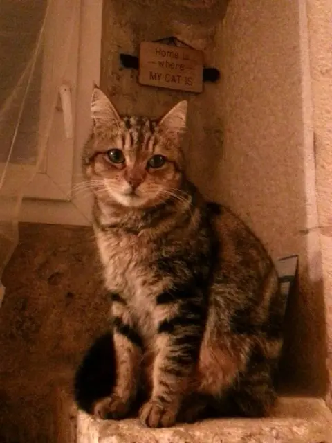 kater vermist 46230 Fontanes Marley kater lost 46230 Fontanes Marley