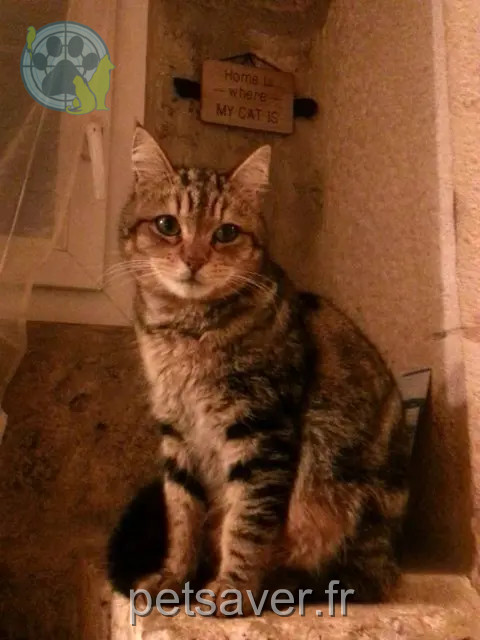 chat perdu 46230 Fontanes Marley chat lost 46230 Fontanes Marley