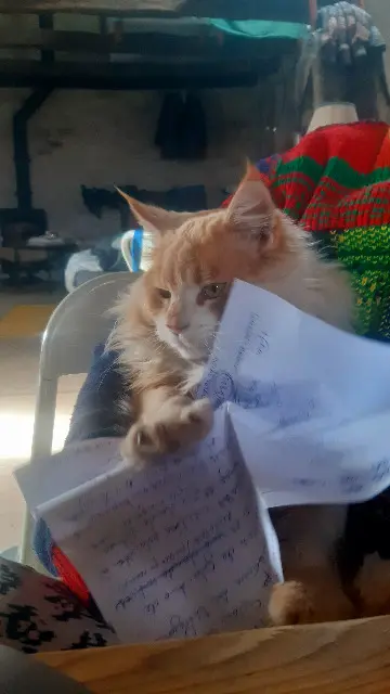 chat lost   46800 Montcuq-en-Quercy-Blanc Katerpillar