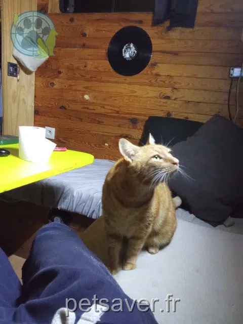 gato perdido 46200 Souillac Mout gato lost 46200 Souillac Mout