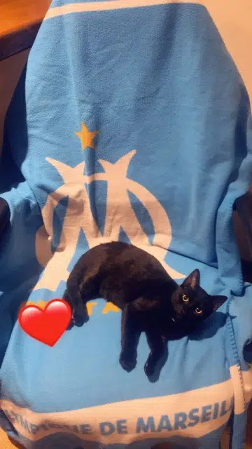 chat lost   46500 Lavergne Mowgly