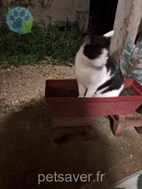 cat lost   46500 Alvignac Nekoe