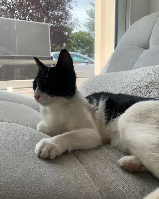 chat lost   46400 Saint-Jean-Lespinasse Oreo