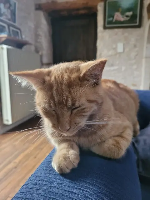 chat lost   46230 Lalbenque Orion