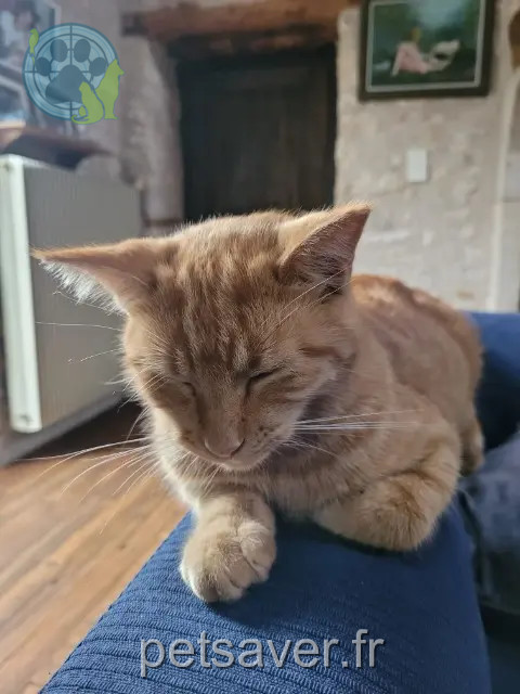 Kater vermisst 46230 Lalbenque Orion Kater lost 46230 Lalbenque Orion