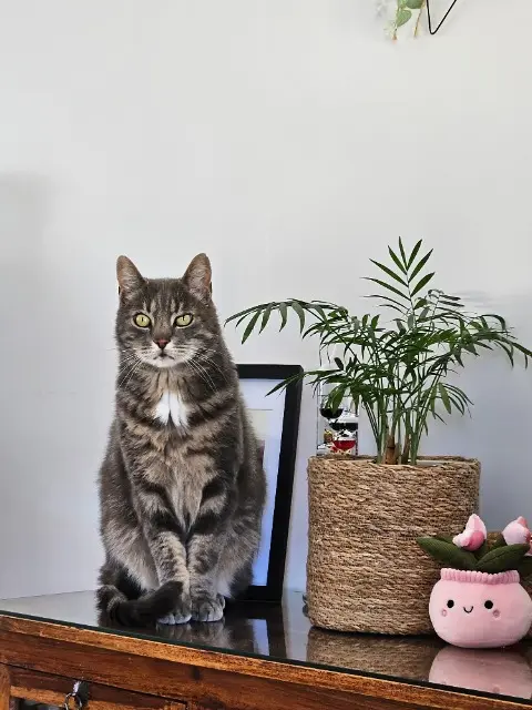 chat lost   46090 Pradines Pistache