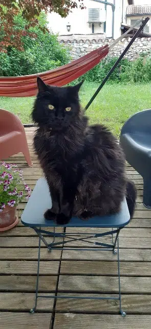 chat lost   46000 Cahors Puma