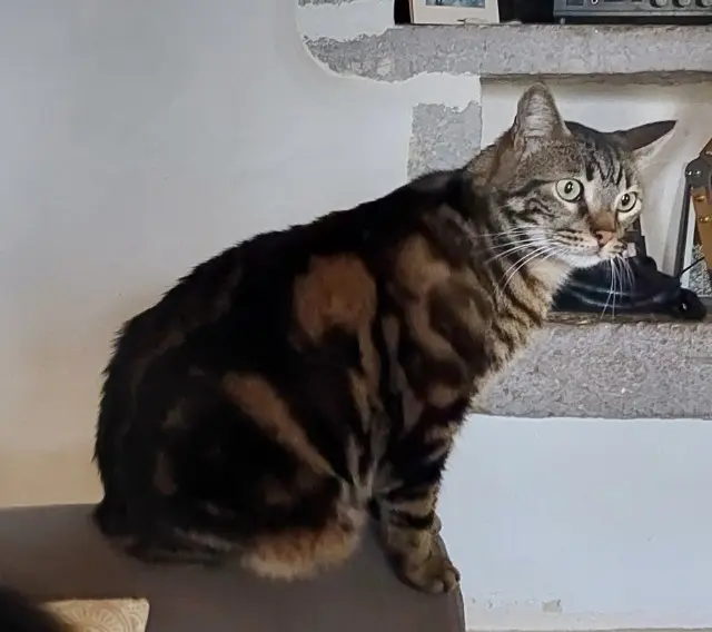 chat lost   46320 Livernon Rezi