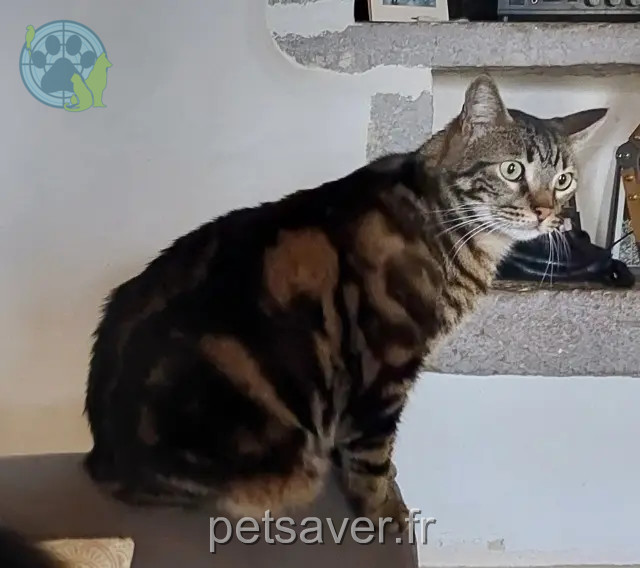 chat perdu 46320 Livernon Rezi chat lost 46320 Livernon Rezi
