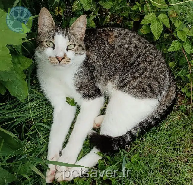 chat lost   46110 Carennac Sacha