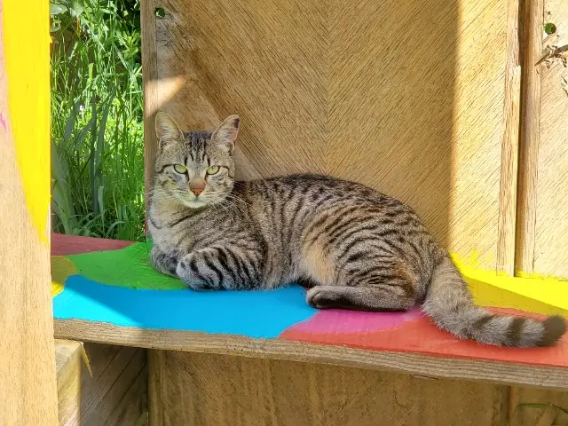 chat lost   46400 Saint-Jean-Lagineste Orion