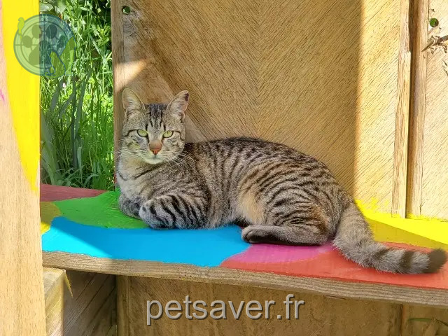 chat perdu 46400 Saint-Jean-Lagineste Orion chat lost 46400 Saint-Jean-Lagineste Orion