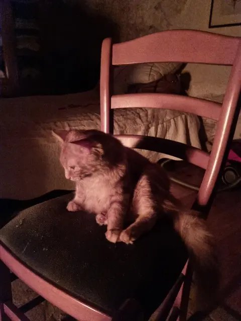 cat lost 46170 Castelnau-Montratier Singer cat lost 46170 Castelnau-Montratier Singer