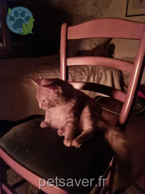 gato perdido 46170 Castelnau-Montratier Singer gato lost 46170 Castelnau-Montratier Singer