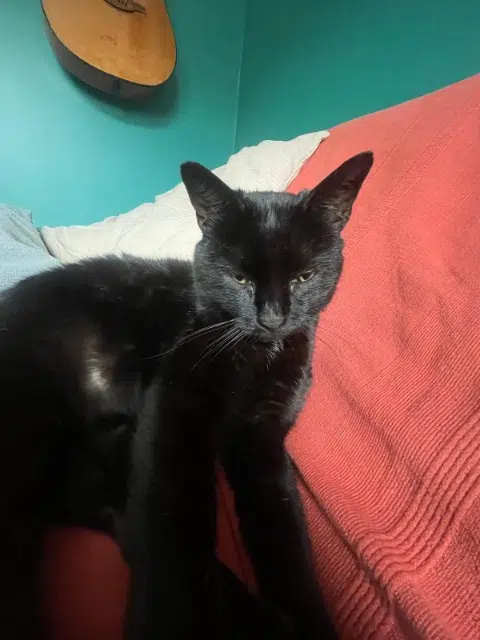 chat lost   46000 Cahors Squizz