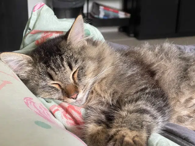 chat lost   46090 Trespoux-Rassiels Sydney