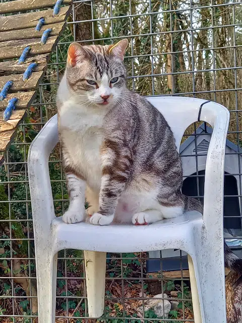 chat lost   46400 Saint-Céré Tatsu