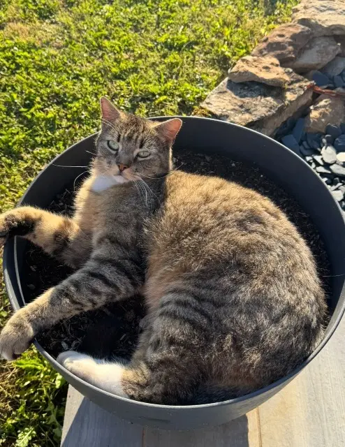 chat lost   46100 Lunan Tigrou