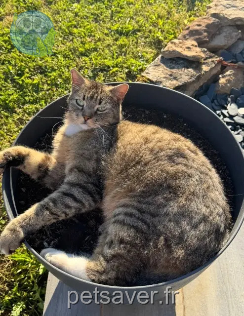 gato perdido 46100 Lunan Tigrou gato lost 46100 Lunan Tigrou