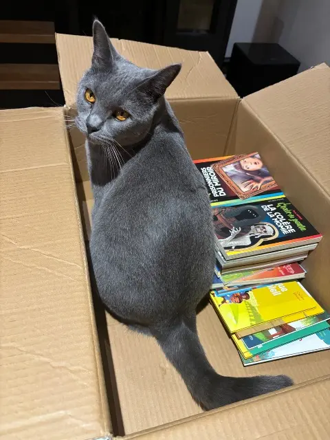 chat lost   46260 Laramière Totoro