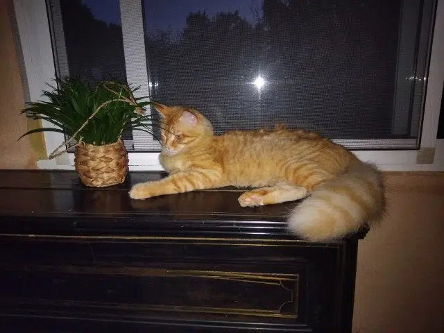 chat lost   46000 Cahors Willow