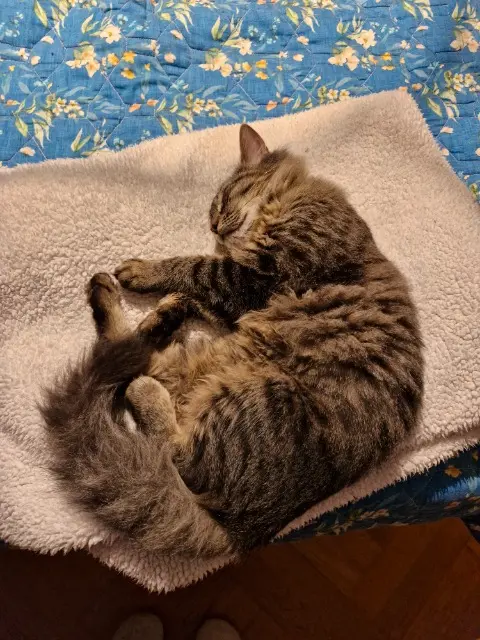 chat lost   47140 Saint-Sylvestre-sur-Lot Ar