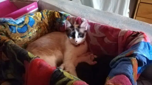 chat lost   47400 Lagruère Awen