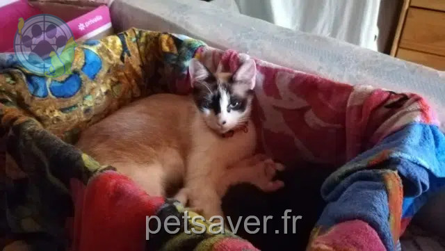 gato perdido 47400 Lagruère Awen gato lost 47400 Lagruère Awen