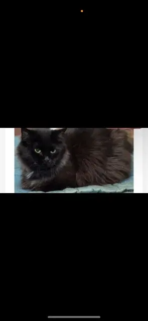 chat lost   47000 Agen Balolo