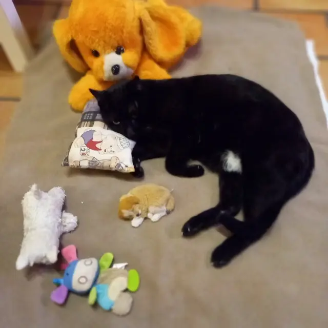cat lost 47000 Agen Blacky cat lost 47000 Agen Blacky