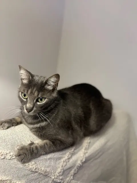 chat lost   47000 Agen Cesar