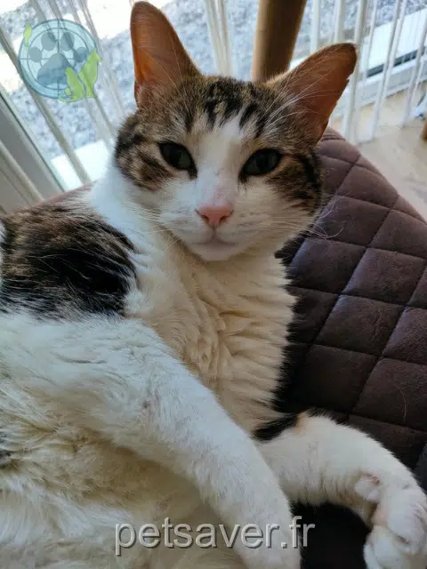 chat lost 47700 Beauziac Chaminou