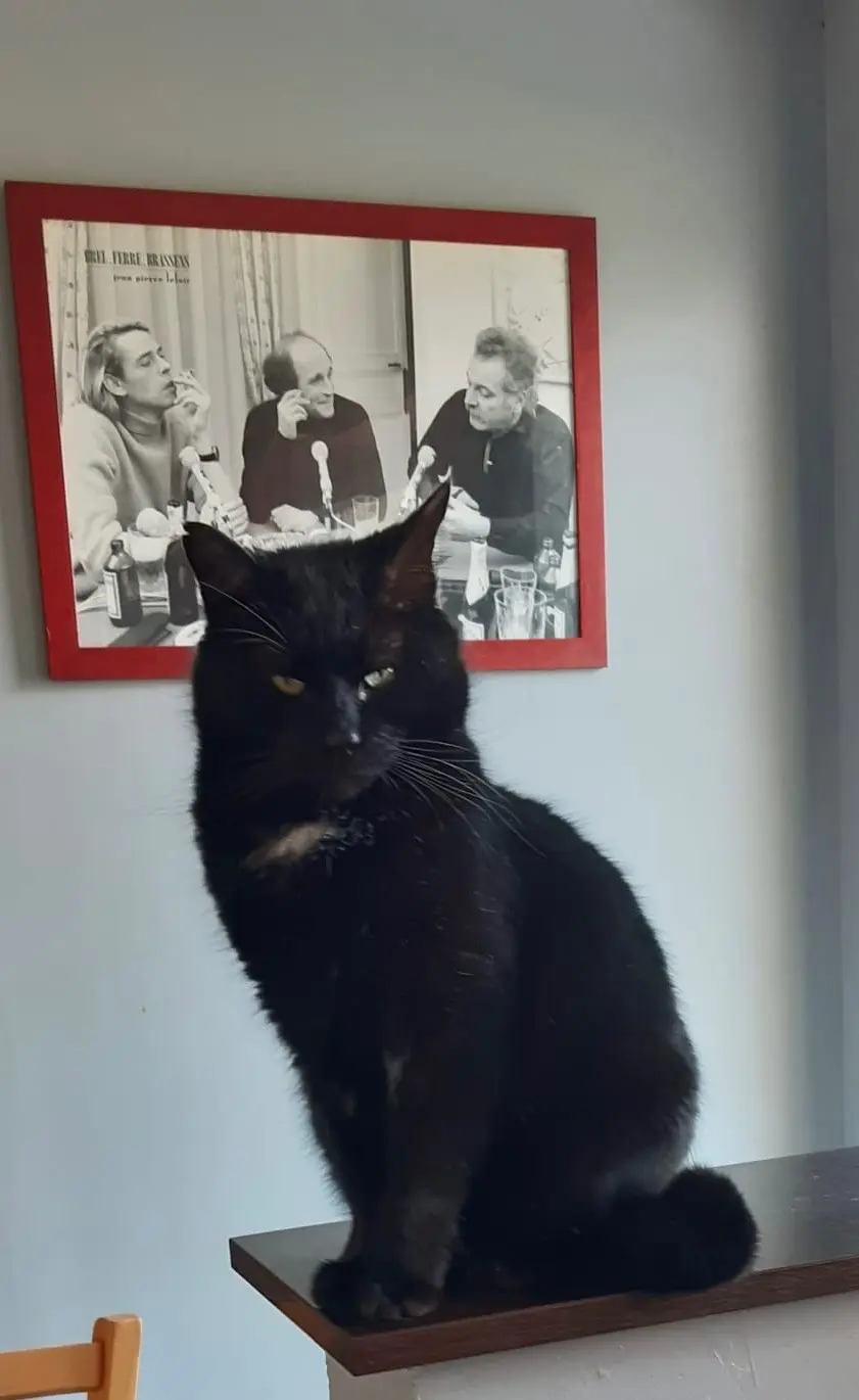 Chat Perdu 47 Lot-et-Garonne - Chat Chat Perdu 47 Lot-et-Garonne - Chat