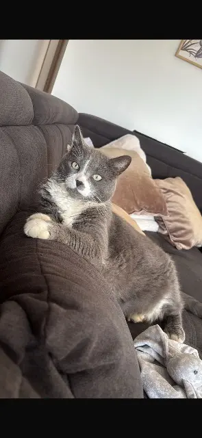 chat lost   47240 Bon-Encontre Chooky